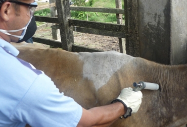 La FAO apoya a las naciones en la erradicación de la brucelosis bovina. Foto: CONtexto Ganadero. enfermedades bovinas