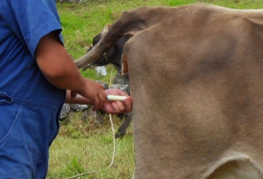 Investigadores de Escocia aseguran que los genes bovinos influyen en la resistencia que pueden tener los animales a la tuberculosis. Foto: CONtexto Ganadero. tuberculosis bovina