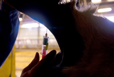 EE.UU. puede dejar de ser calificado como un país de riesgo controlado. Foto: AFP encefalopatía espongiforme bovina