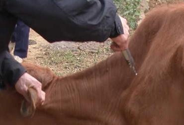 La FAO brinda asesoría técnica con el fin de erradicar y controlar enfermedades como la fiebre aftosa y la peste porcina. Foto: CONtexto ganadero Fiebre aftosa en Perú