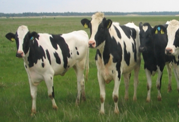 Expertos señalan que Uruguay es un país con alta conciencia en los temas relativos al bienestar animal. Foto: CONtexto Ganadero. Vacas en Uruguay
