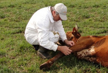La enfermedad afecta el sistema neurológico de los bovinos. Foto: CONtexto Ganadero. Virus que mata a vacas