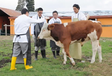 Sin veterinarios capacitados la ganadería de un país no es competitiva. Foto: CONtexto Ganadero. salud animal Colombia