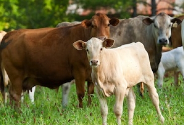 Colombia y México responden a la demanda de los países más cercanos. Foto: Carnetec Exportación de carne a Chile