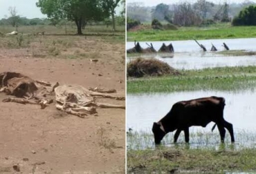 El rigor del actual fenómeno de El Niño ha hecho que muchos especialistas lo califiquen como el peor de los últimos tiempos. Foto: CONtexto ganadero. cambio climático colombia