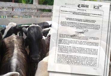 Manual de procedimiento para el transporte y movilización de animales en pie se puede encontrar en el sitio web del ICA. Foto: CONtexto Ganadero proyecto, movilización, transporte, ganado en pie, ICA