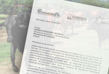 Cogancevalle, Codegar y el Comité de Ganaderos de Caldas enviaron la carta al MinAgricultura. Foto: CONtexto ganadero. carta respaldo al fondo nacional del ganado