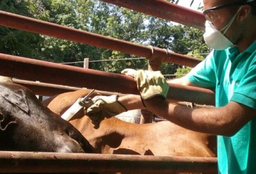 Hay dudas sobre la eficacia de Unaga para operar el ciclo de vacunación contra fiebre aftosa. Foto: fedegan.org.co Unaga incapacidad manejo ciclo vacunación Lafaurie 2017, brote aftosa Colombia 2017, Unaga responsable brote aftosa 2017, Licitación Recursos parafiscales ganadería, licitación parafiscales ganadería Colombia, lafaurie iragorri fondo del ganado, Lafaurie Cohefa 2016, Lafaurie advierte estatus sanitario Colombia, CONtexto ganadero, ganaderos Colombia