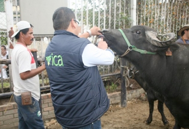 El ICA se encargó de realizar los procedimientos para evitar la propagación del virus de aftosa. Foto: ica.gov.co Levantamiento suspensión estatus sanitario fiebre aftosa Colombia 2017, acreditación país libre de fiebre aftosa Colombia, fiebre aftosa OIE Colombia septiembre 2017, protocolo OIE fiebre aftosa Colombia 2017, fiebre aftosa 28 días 2 ciclos incubación virus, ministro Iragorri fiebre aftosa Colombia 2017, CONtexto ganadero, ganaderos Colombia