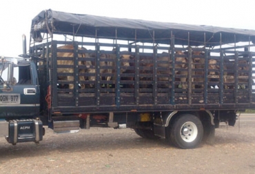 La generaba RUV y lograba movilizar ganado presuntamente proveniente de Venezuela. Foto: ICA. Ganadería, ganadería colombia, noticias ganaderas, noticias ganaderas colombia, CONtexto ganadero, Fiscalía, fiscalía arauca, los corraleros, banda los corraleros, Contrabando, Contrabando de ganado, ganado de contrabando, RUV, ica contrabando, Registro Único de Vacunación
