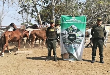 El ministro de Agricultura y Desarrollo Rural, Andrés Valencia Pinzón, afirmó que el Centro Integrado ICA, INVIMA y POLFA/DIAN viene ejecutando acciones contra el contrabando desde el mes de noviembre del 2018, y gracias a ello ha dado contundentes golpes para derrotar la ilegalidad en el país. Foto: ICA Colombia, Ministerio de Agricultura y Desarrollo Rural, Andrés Valencia Pinzón, Centro Integrado ICA, INVIMA y POLFA/DIAN, derrotar la ilegalidad en el país, decomisan equinos, Contexto ganadero, noticias ganaderas, vacas
