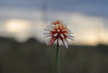 La flor de Inírida se encuentra representada en la bandera de Inírida y el escudo del departamento de Guainía. Colombia, Guainía, Flor de Inírida, Guainía le apuestan a la conservación de la Flor de Inírida, ICA, proyecto de formalización del cultivo y mantener viva la flor ‘Inírida’, protección del medio ambiente en sabanas nativas, Asociación Akayú, Asociación Akayú lidera el proyecto de conservación de la Flor de Inírida, Sabanas de arenas blancas, Contexto ganadero, noticias ganaderas, política medioambiental