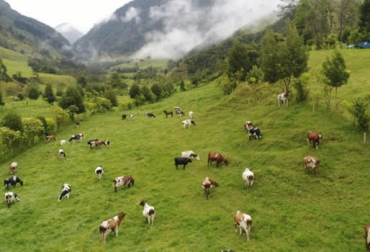 El sistema silvopastoril genera mayor sostenibilidad ambiental y es opuesto a la deforestación. Foto: InfoAmazonia ganadería, ganadería colombia, noticias ganadera colombia, contexto ganadero, deforestación, tala de arboles, arboles, suelo, sistema producción, sistema silvopastoril, cultivos, bosques, cultivos forestales, siembra, reforestación, amigable medio ambiente, medio ambiente, ganadería sostenible, pastoreo, recuperación bosques, ganaderos, ganaderos Colombia