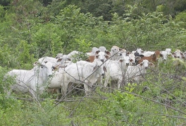 El estudio hace un recorrido históricas de las legislaciones para el sector ganadero, como la ley que creó el Fondo Nacional del Ganado o el decreto 1500 para plantas de beneficio animal. Foto: Mongabay Latam ganadería colombia, Política pública ganadería bovina Colombia, ganado colombia, política colombia, ganadería política Colombia, Evolución de las políticas públicas para la ganadería bovina en Colombia Tensión entre tradición y modernidad, Centro Internacional de Agricultura Tropical, CIAT, Investigación política pública ganadería Colombia, revista Síntesis, CONtexto ganadero, ganaderos colombia, noticias ganaderas colombia