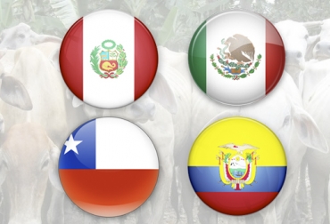El Gobierno busca recuperar las exportaciones hacia países como Perú, México, Chile y Ecuador. Foto: Diario del Cauca - IconsPedia Colombia fiebre aftosa, ministerio agricultura, Colombia, Fiebre aftosa, aftosa, Ministerio de agricultura y Desarrollo Rural, Ministro Valencia inicia diplomacia sanitaria, diplomacia sanitaria, Perú, México, Chile, Ecuador, Principales destinos de la carne y ganado colombianos, foco de fiebre aftosa, Organización Mundial de Sanidad Animal (OIE), exportación carne, exportación, CONtexto ganadero, ganaderos Colombia, noticias ganaderas Colombia