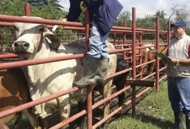 Una de las propuestas de Cosalfa se concretó con la determinación del ICA de vender vacuna en zona de frontera para ganaderos de Venezuela. Foto: Gobernación del Meta Fiebre aftosa, estatus país libre fiebre aftosa, recomendaciones Cosalfa, Cosalfa 46, fiebre aftosa Colombia, fiebre aftosa Venezuela, hato ganadero Sudamérica, OIE, Organización Mundial de Sanidad Animal, Instituto Colombiano Agropecuario, bienestar animal, cooperación internacional, manejo animal, gobernanza sanidad animal, ayuda internacional, ICA, Ministerio Agricultura Colombia, CONtexto ganadero, ganaderos colombia, noticias ganaderas colombia