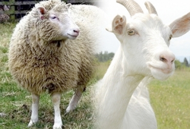 Con la creación del fondo parafiscal, los ovinocultores esperan formalizar el degüello y fomentar el consumo de carne y leche de estas especies. Foto: CONtexto ganadero Fondo parafiscal de ovinos en Colombia, fondo parafiscal ovino, recursos sector ovinocaprino colombia, cadena ovinocaprina Colombia, sector ovino, sector caprino, Corderos Colombia, contrabando corderos Colombia, comercio de ovinos, producción ovinos Colombia, Asoovinos, CONtexto ganadero, ganaderos colombia, noticias ganaderas colombia