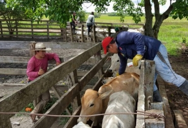 El país viene adelantando varias acciones que permitan recuperar y garantizar la sanidad animal. Foto: noticiascol.com Ganadería, ganadería colombia, noticias ganaderas, noticias ganaderas colombia, CONtexto ganadero, Comisión OIE, evaluación de la sanidad animal, revisión de plan de vacunación, planta de beneficio, estrategia de zonificación, ICA, estatus sanitario, FNG, fedegan