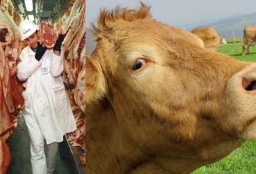 Han sido diversos los intentos de los animalistas y veganos por restringir la actividad de los productores pecuarios del país a través de proyectos de ley, acuerdos y ordenanzas. Foto: prevencionar.com.co - derechosanimalesya.org Frigoríficos de Colombia, animalistas, prohibir la exportación de ganado en pie, Peligrosa alianza entre Frigoríficos de Colombia y animalistas para prohibir la exportación de ganado en pie, iniciativa que con falsos argumentos, Mentiras animalistas, Oswaldo Arcos Benavides, Andrea Padilla Villarraga, Álvaro Urrea Ruiz, Coincidencia oportunista, Asociación Colombiana de Industriales de la Carne (ACINCA), impuestos, ganadería, ganadería Colombia, noticias ganaderas, noticias ganaderas Colombia, CONtexto gan