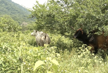 La propuesta del Conpes incluye apartes para desarrollar una ganadería sostenible y el crecimiento verde que podrían contribuir al crecimiento económico de los productores. Foto: Ganadería Colombiana Sostenible Conpes, Conpes sector rural, conpes agropecuario, Departamento Nacional de Planeación, Conpes para la reactivación y el crecimiento sostenible e incluyente, conpes ganadería, reactivación económica colombia, reactivación Colombia, conpes reactivación económica ganadería, fedegan, Federación Colombiana de Ganaderos, ganado bovino, Ganadería, ganadería colombia, noticias ganaderas, noticias ganaderas colombia, CONtexto ganadero, contextoganadero