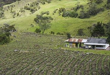 La población rural en Colombia es cercana al 30 %. Foto: Agencia de Noticias UN. Ganadería, ganadería colombia, noticias ganaderas, noticias ganaderas colombia, CONtexto ganadero, acceso a la tierra, tierra, propiedad de la tierra, tierra en colombia, Sector rural