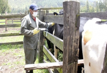 El ciclo adicional de vacunación contra la aftosa en zona de frontera no debe sustituir el segundo ciclo en la zona Caribe, según Fedegán. Foto: ica.gov.co Zona Caribe, vacunación, zona de frontera, aftosa, ICA, Minagricultura, Fedegán, ciclo adicional, sustituto, dinámica transfronteriza, contrabando, protección inmunitaria, animales susceptibles, Venezuela, acciones correctivas, inmunidad, ciclo adicional, OIE, zonas libres, bovinos, bufalinos, ganadería, ganadería Colombia, noticias ganaderas Colombia, contexto ganadero