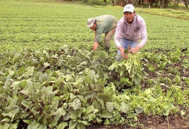 Es el momento del sector agropecuario sostenible, con ello dejaremos como herencia a generaciones futuras un planeta sano", considera el columnista. Foto: Vanguardia Liberal. Ganadería, ganadería colombia, noticias ganaderas, noticias ganaderas colombia, CONtexto ganadero, impuesto predial, impuesto predial rural, sostenibilidad impuesto predial rural, Miguel Ángel Lacouture