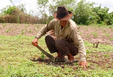 (Los ganaderos) tienen tanta tierra que no son capaces de poderla trabajar y es allí donde se ha planteado, o comprarles la tierra, o poner un impuesto mayor a estos terratenientes; afirma Cesar Pachón Foto: Las dos orillas Reforma Rural Integral