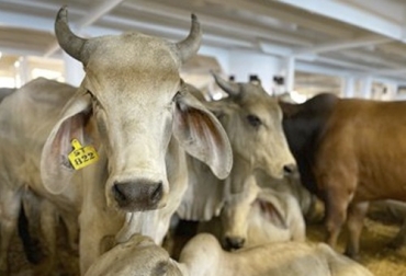 El ICA ejerce el control de los animales que se exportan y que garantiza el bienestar animal de ganado que se exporta desde Colombia. Foto: elestimulo.com Bienestar animal en exportación de ganado