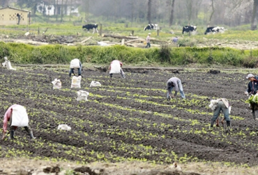 La reforma agraria forma parte del paquete de reformas que el próximo gobierno espera tener aprobadas en noviembre. Foto: eluniversal.com.co campesinos trabajando