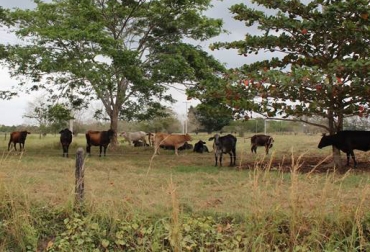 Se espera que el presidente de la República, Juan Manuel Santos, sancione la propuesta legislativa que beneficiará a productores pecuarios. Foto: Minagricultura. Ley de trazabilidad animal