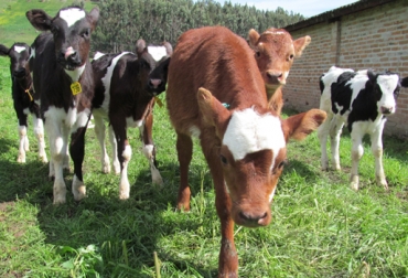 El objetivo es que el hato kiwicross llegue a una producción diaria promedio entre los 18 y 22 litros de leche. Foto: Edwin Castro Rincón - Corpoica. Kiwicross