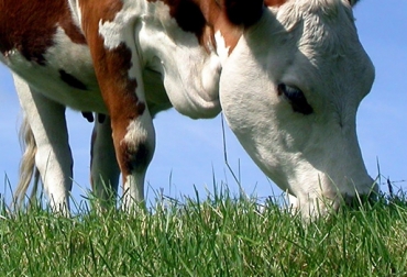 Las vacas al final del periodo de gestación y al inicio de la lactación muestran una alta demanda energética. Foto: freewallpaperto.blogspot.com <http://freewallpaperto.blogspot.com/2013/06/cow-wallpapers-hd.htm. Minerales en la ganadería