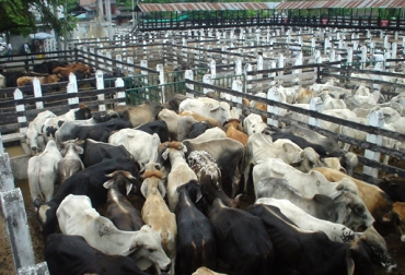 Cerca de 1.000 animales mueve el evento, el cual es considerado por sus organizadores como uno de los más importantes del centro del país. Foto: guamopazyregion.blogspot.com. Feria El Guamo