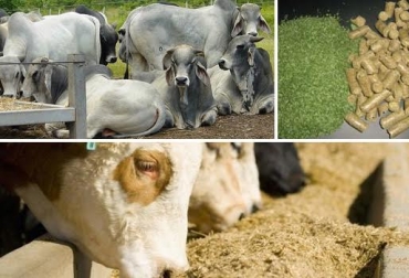 Los concentrados para el ganado bovino no se eligen al azar. Foto: CONtexto ganadero. concentrados para ganado de leche y doble propósito