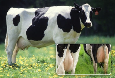 La transición inicia 21 días antes del parto y termina 21 días después. Foto: CONtexto ganadero. transición de la vaca seca a la vaca lactante