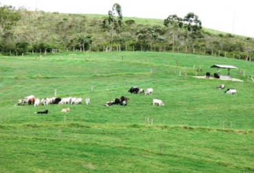 La rotación de potreros es un sistema de pastoreo racional basado en alternar en forma adecuada el periodo de uso con su tiempo de descanso. Foto: Juan Rafael Restrepo. rotación de potreros en la ganadería