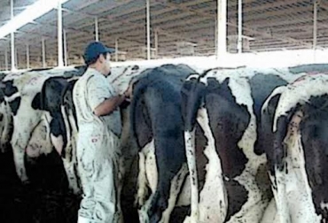 La detección del celo es el primer paso para lograr que un animal se preñe. Foto: CONtexto ganadero. detección de celo en el ganado
