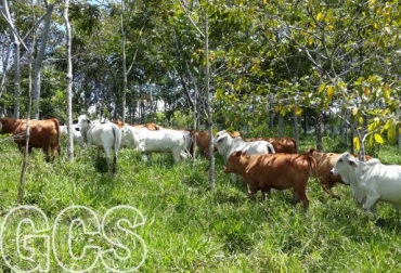 Actualmente, el proyecto comprende 2.200 predios en 5 regiones, en 12 departamentos del país. Foto: CONtexto ganadero. Ganadería Colombiana Sostenible