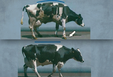 El dolor se evidencia en cambios en el lenguaje corporal de la vaca y este se usa como base para clasificar la severidad de la cojera. Foto: Zimpro corporation. cojeras en el ganado
