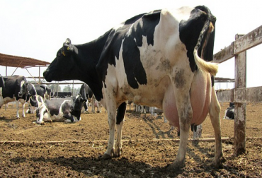 Mantener un número adecuado de animales en los corrales en función del número de comederos es fundamental. Foto: Perulactea.com. producción leche