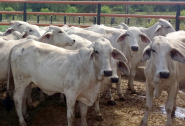 Los mejores resultados de preñez se obtuvieron en las vacas Brahman inseminadas con genética pura de la misma raza. Foto: César Portilla Luna. Agropecuaria HR