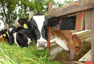 Cada hato debe tener definida una dieta nutricional, dicen expertos. Foto: César García y Juan Rafael Restrepo. nutrición bovina