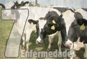 La prevención mediante un buen manejo de vacas secas puede ayudarle bastante. Foto: CONtexto ganadero. enfermedades ganadería bovinos