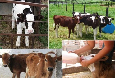 Las terneras son los futuros vientres de un hato especializado en leche. Foto: CONtexto ganadero. crianza de terneras