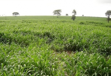 El cuidado del suelo es fundamental, según expertos, para tener cultivos de pastos y alimentos de calidad. Foto: http://pastosdetrpicobajo.blogspot.com.co/ suelos, regiones, naturales, Colombia, productores, ganaderos, agricultores, ganado