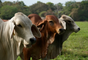 Con esta herramienta, a partir de una muestra de ADN animal se puede apreciar el potencial genético que puede llegar a tener la raza. Foto: Corpoica. Genética, Cebú, Brahman, mejoramiento, Asocebú, Corpoiva, toros, vacas, semen