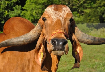 El Tesoro se ha destacado por ser una de las ganaderías más representativas del país. Foto: Ganadería El Tesoro. La Dorada, Caldas, Ganadería El Tesoro, razas bovinas, Gyr, Holstein, Ayrshire, Jersey, Guzerá, Brahman rojo, Brahman gris, Hereford, Simmental, Ganadería de carne, Ganadería de leche, ganadería doble propósito, ganadería doble propósito en Colombia, ganaderia doble proposito colombia razas guzera holstein cebu simmental, vaca Randa, campeonas lecheras, concurso lechero, técnicas de pastoreo, suplementación, planta procesadora de leche, Los Tesoros del Gyr, CONtexto ganadero, Ganaderos Colombia