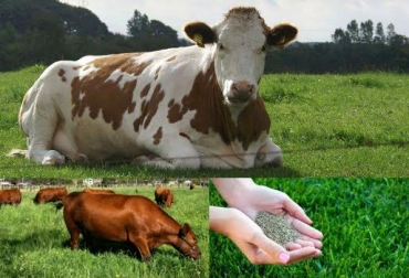Las semillas no germinan si no se da manejo adecuado al suelo. Foto: CONtexto ganadero. semillas para pastos
