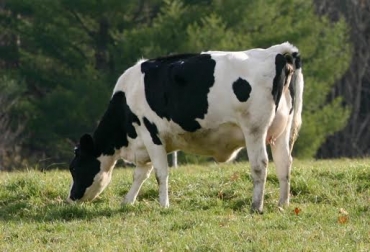 El objetivo del manejo es obtener altas ingestiones por animal, con una oferta de pasto y disponibilidad diaria de hierba acorde a sus necesidades energéticas. Foto: http://albeitar.portalveterinaria.com. Ingestión de hierba y producción de leche en pastoreo